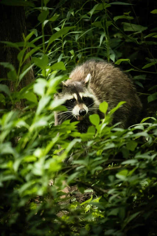 a rac is looking over some vegetation as it stands