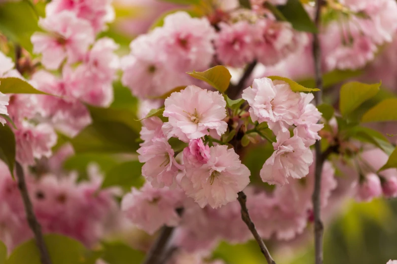 a pink tree with flowers on it