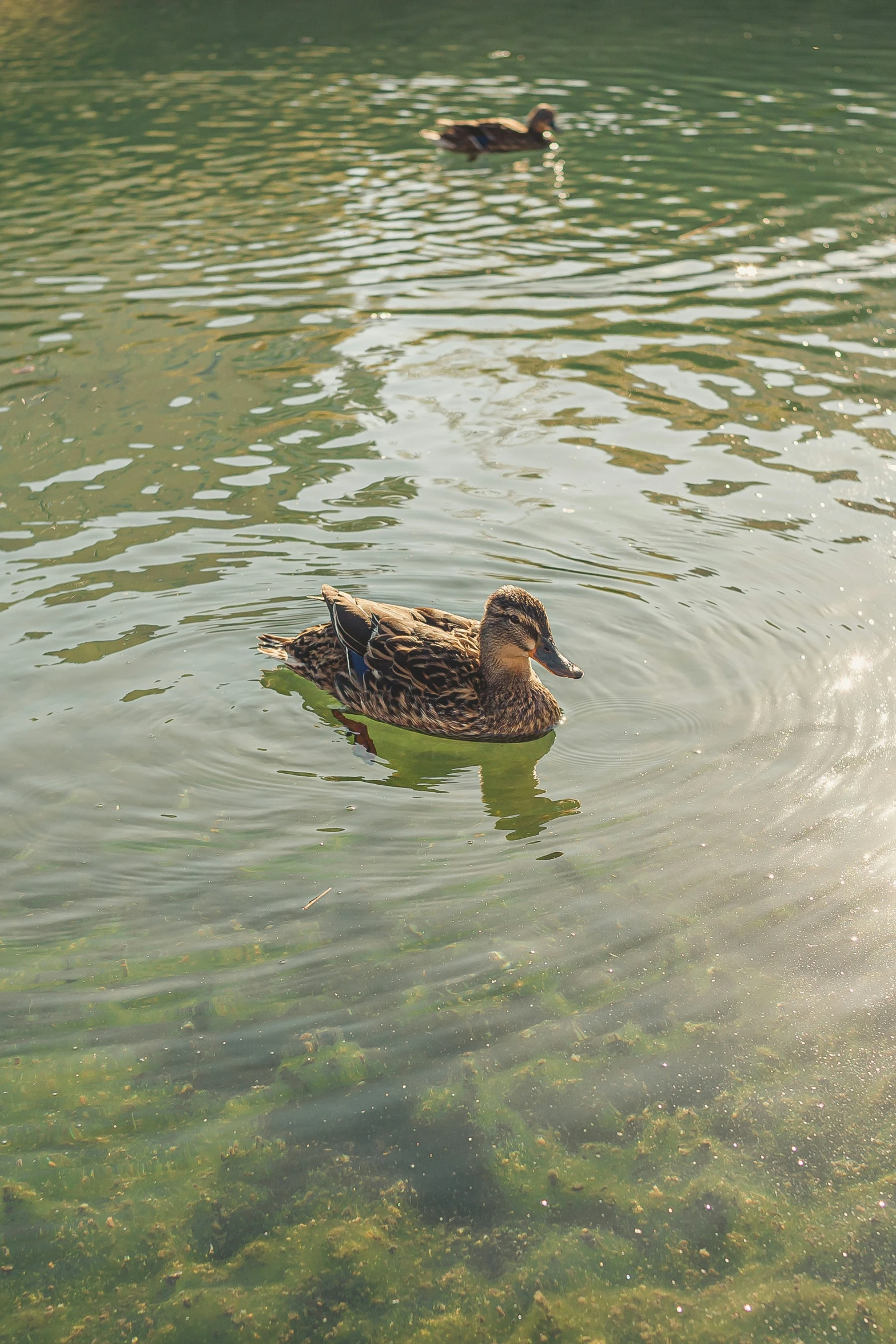 two ducks floating on a pond surrounded by trees