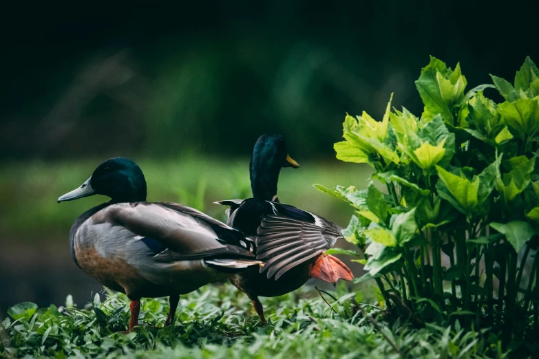 two ducks are standing near some trees and plants