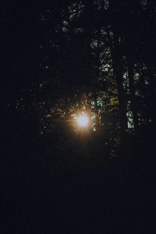 a light in the middle of a forest at night