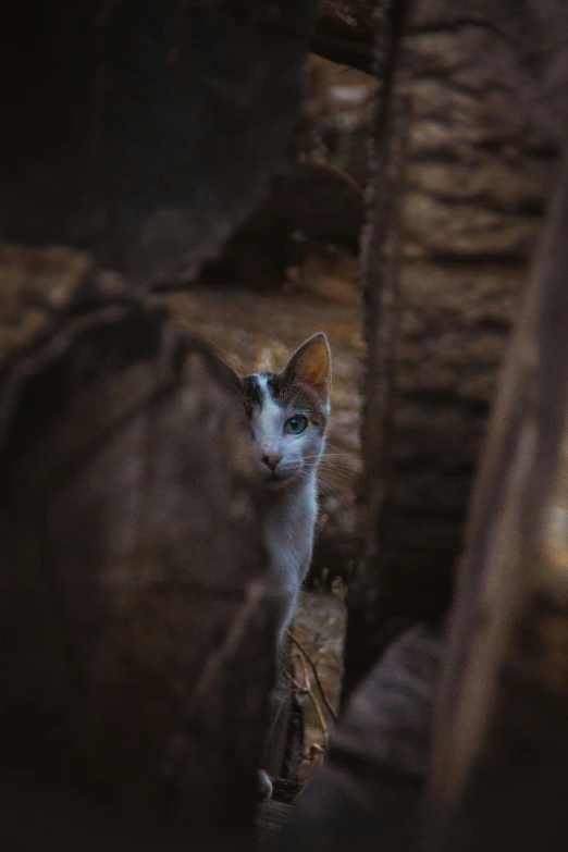 a cat walking away from the camera through a hole