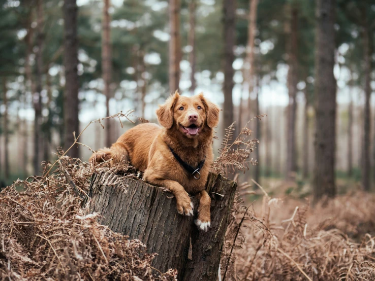 a brown dog laying on top of a tree stump