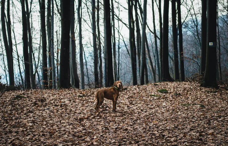 a dog stands alone in the woods on leaves