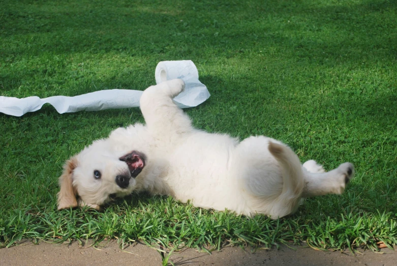 a white puppy rolling around on his back