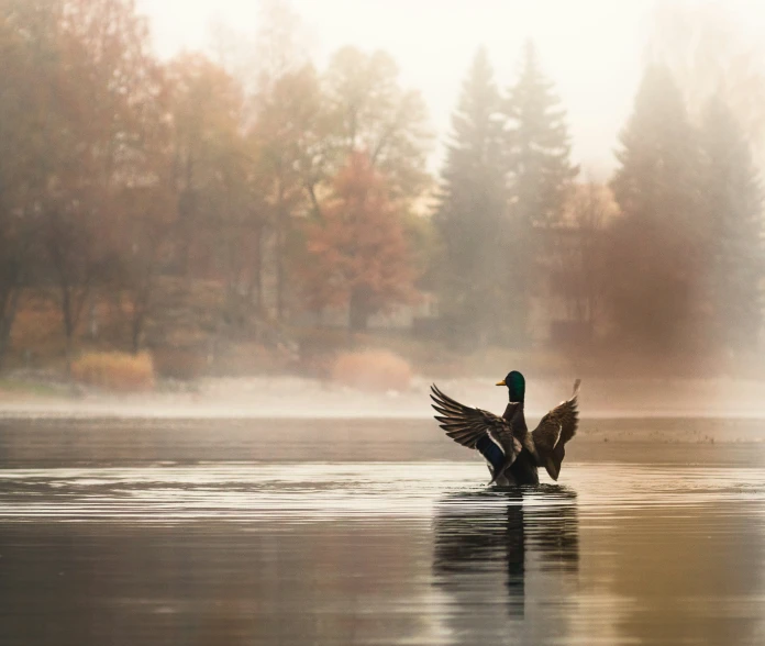 two ducks floating on top of a large lake