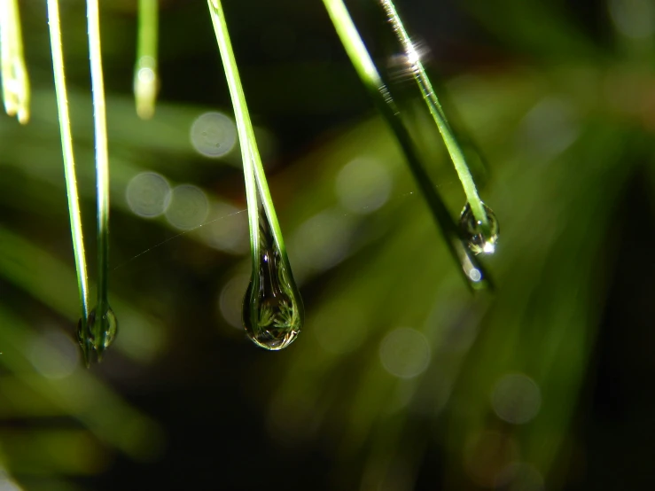 the dew that drips is dripping on a plant