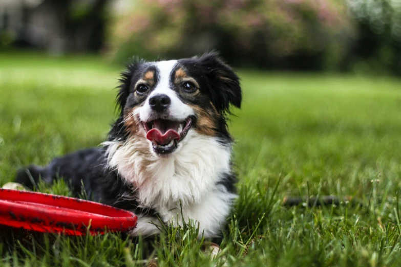 a dog smiling next to a red frisbee