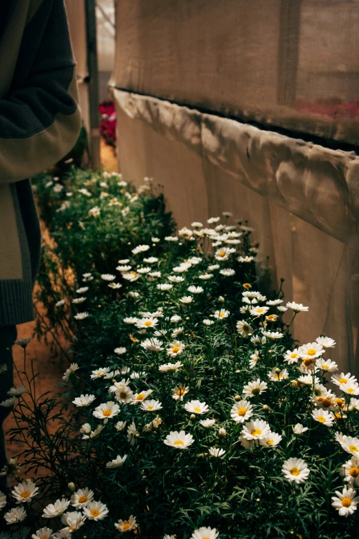 small daisies cover the ground beside an outside bench