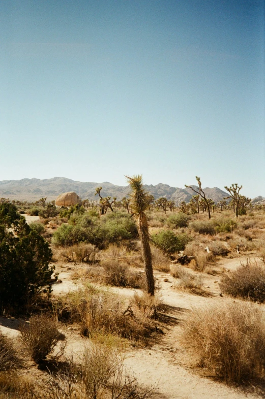 a desert is surrounded by various trees, bushes and mountains