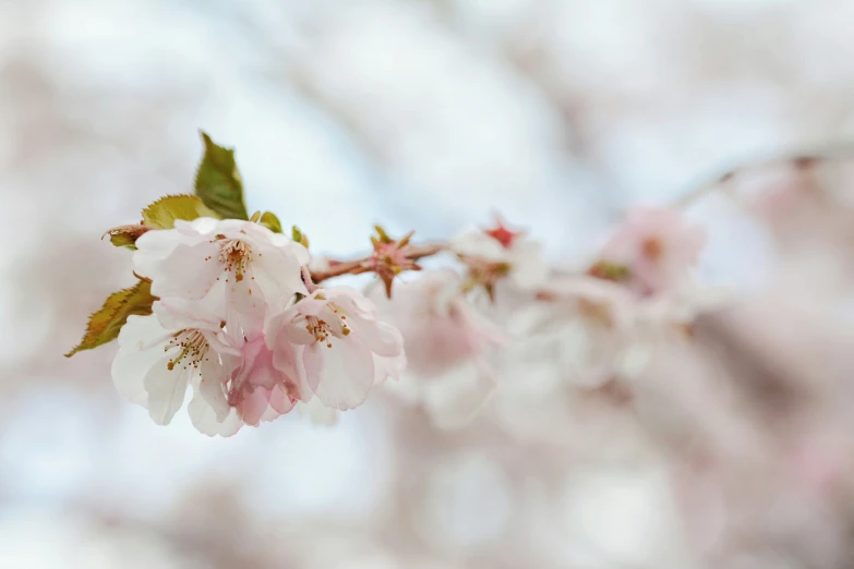 an image of some flowers on a nch