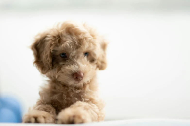 a tiny light colored dog sitting down