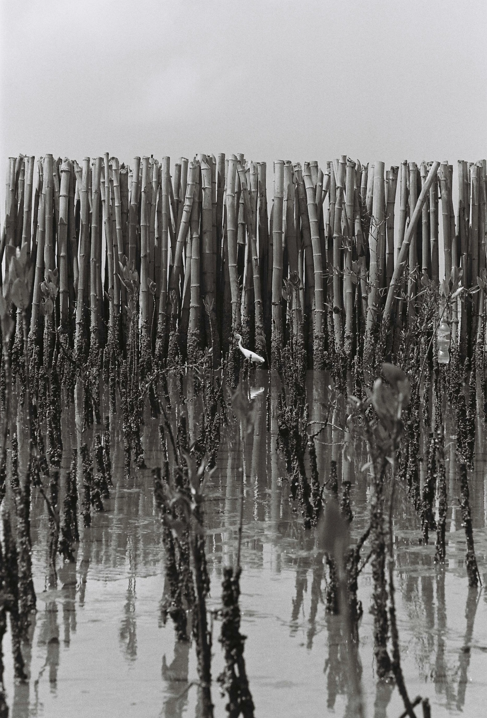 a black and white po of water covered with sticks