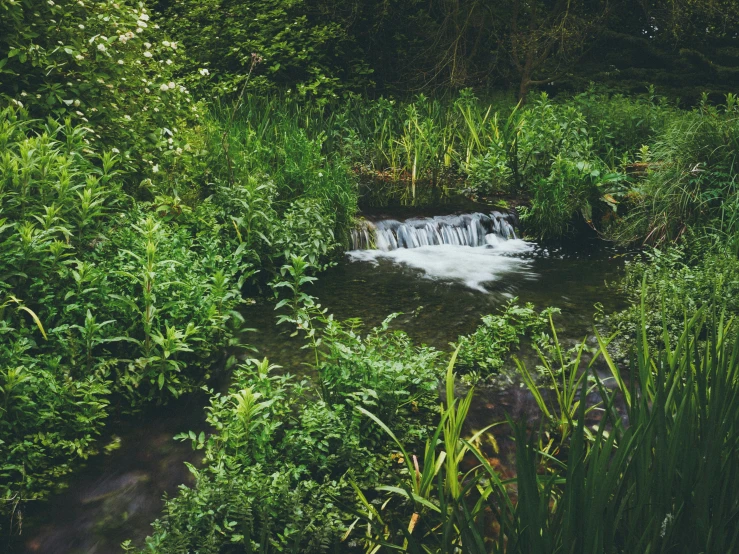 a stream running through lush green woods