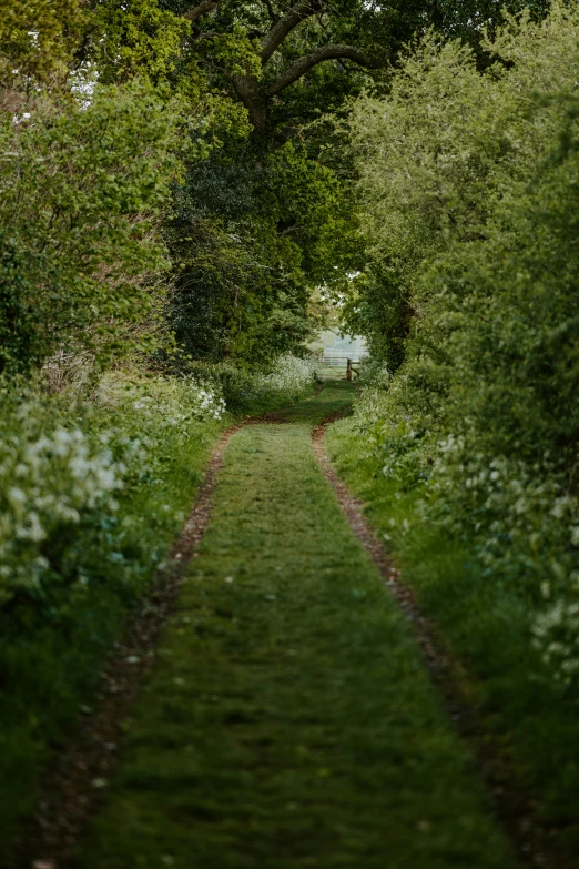 a trail through the woods leading to some trees