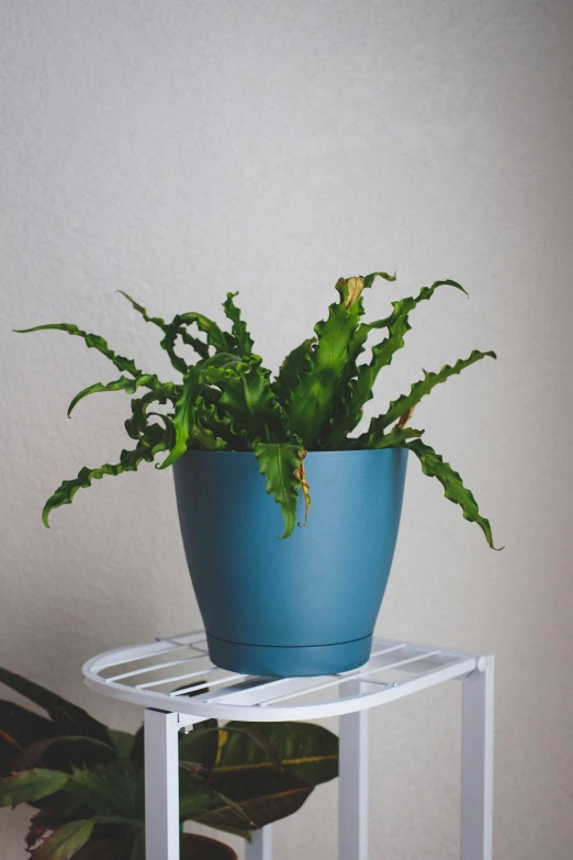 a plant with green leaves on top of a table