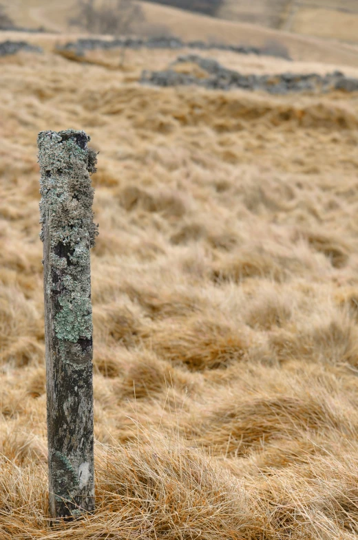 a field with dead grass and a lone pole