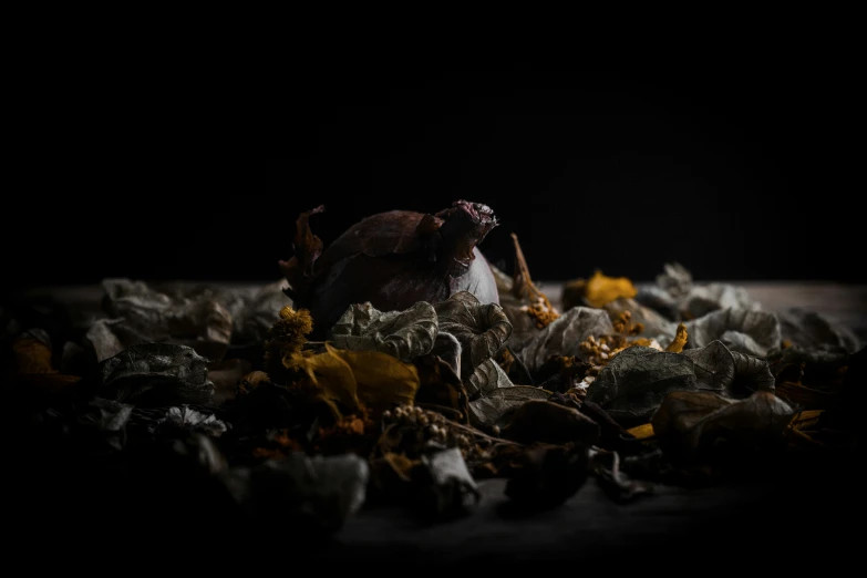 dead flowers and a small insect in the dark