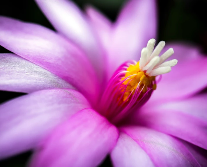 close up of pink flower with yellow center in dark room