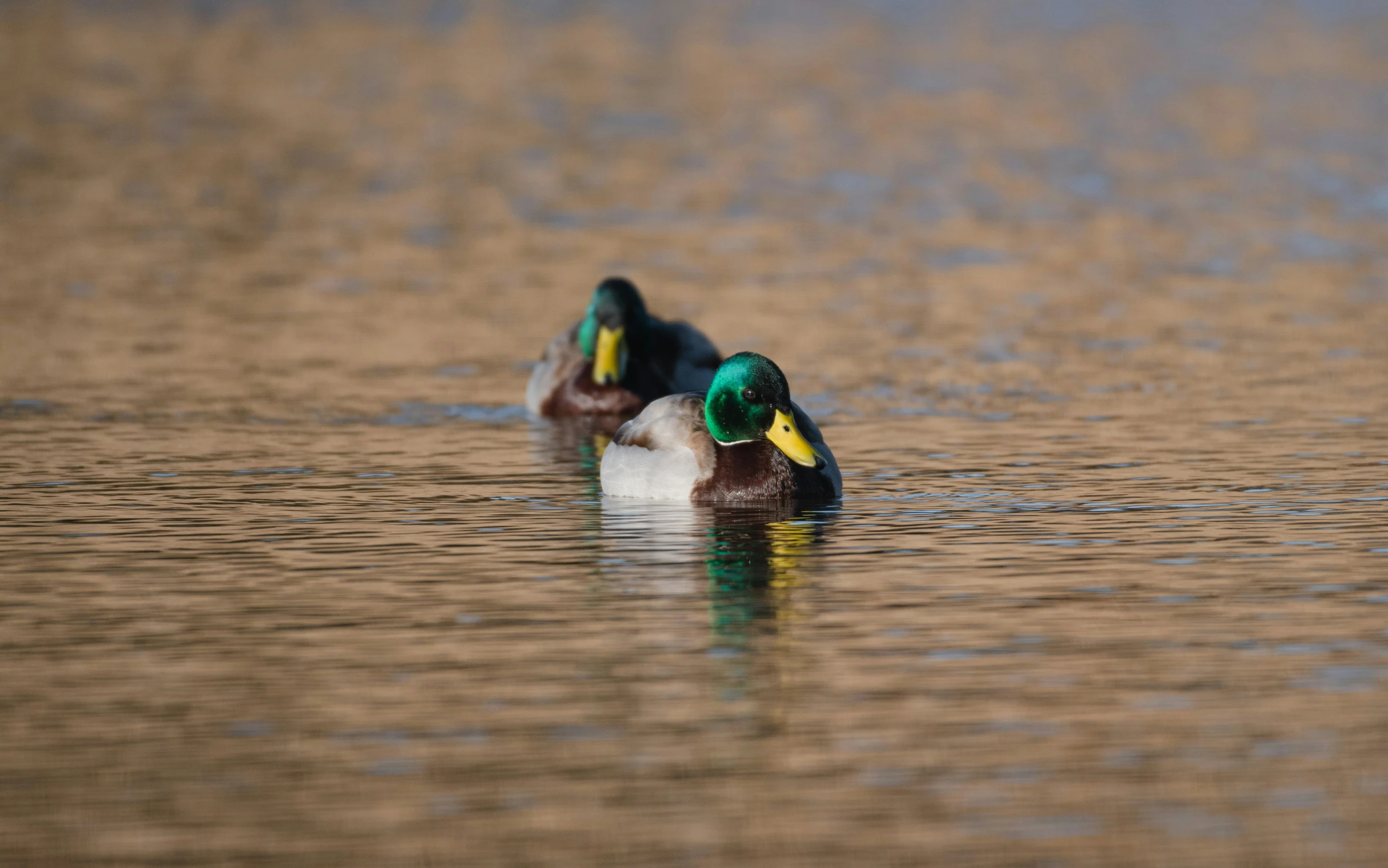 two ducks are swimming across the water together