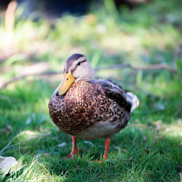 a brown and yellow duck standing on some grass