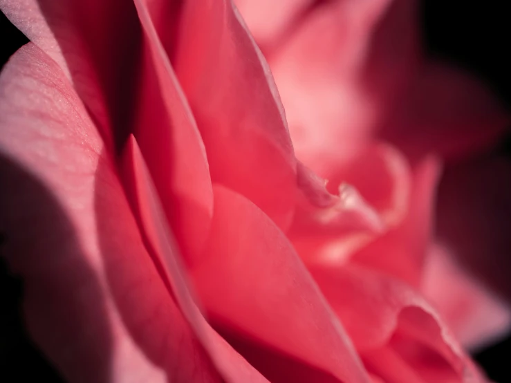 a flower with petals has a black background