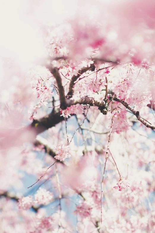 the nches of a blossoming cherry tree are shown