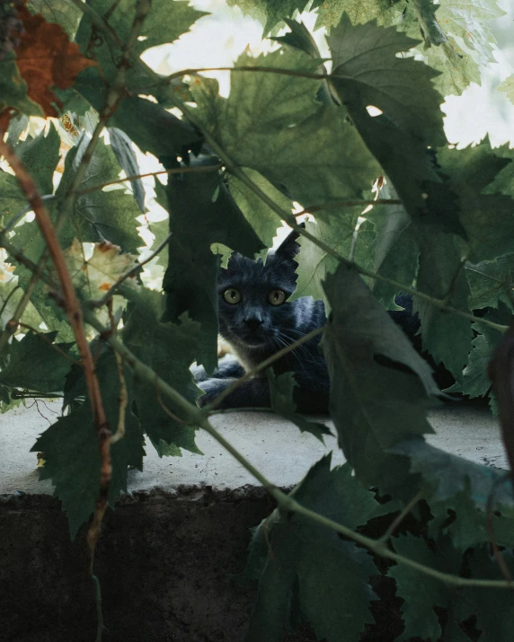 a cat laying down under a tree nch