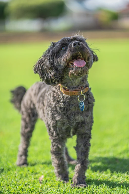 a grey dog walking in the grass