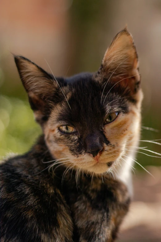 the orange and black cat looks like it is sitting on the ground