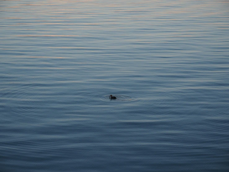 a duck swims across the water at dusk