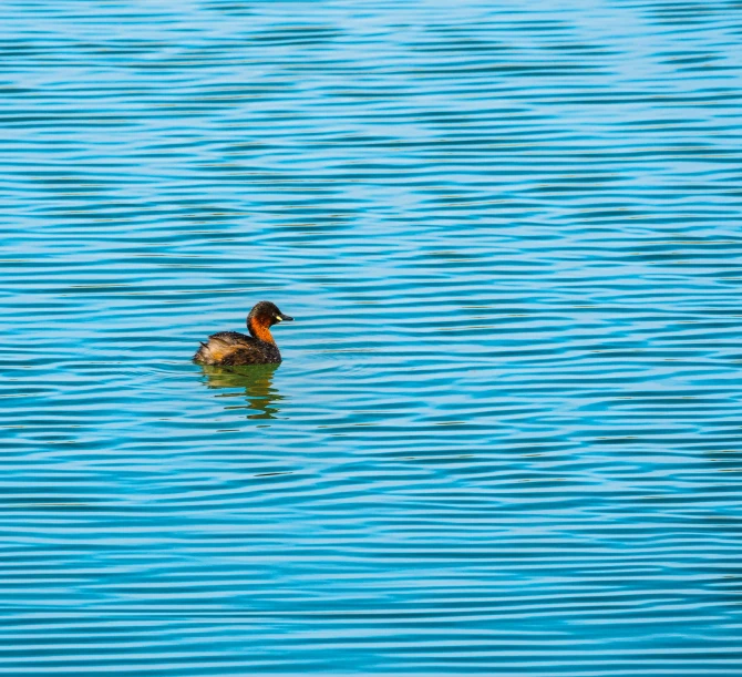 a small duck floating on top of a lake