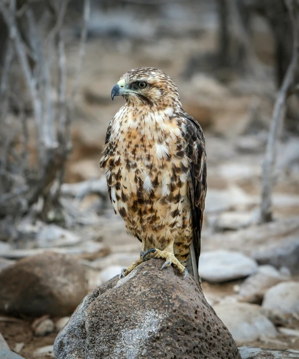 the eagle is perched on a large rock