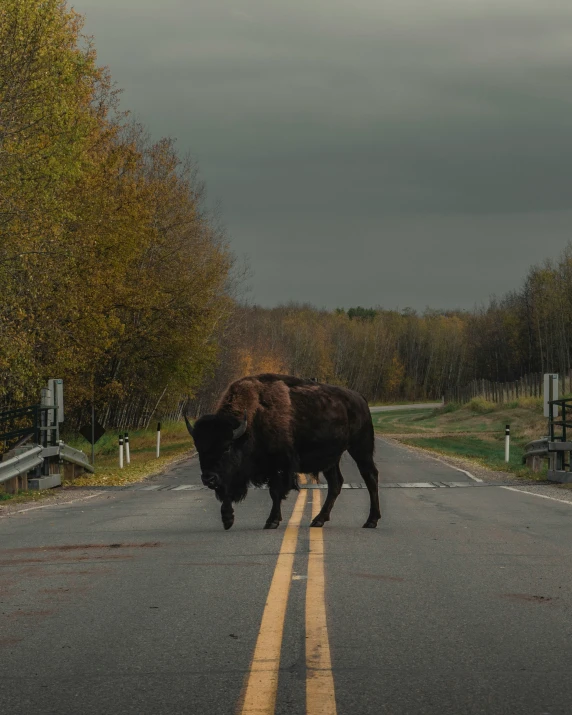 bison walking down the road on a dark cloudy day