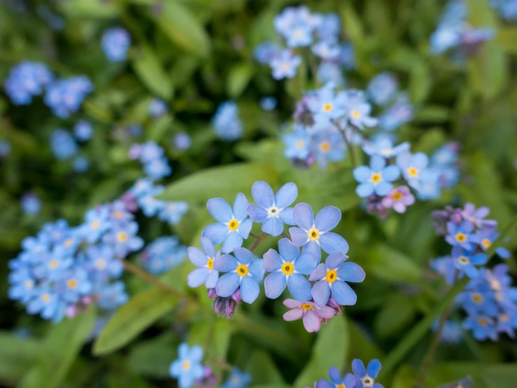 a cluster of small blue flowers growing in a field