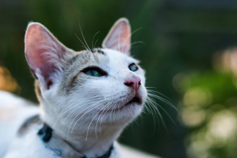 a close up of a cat's head with a blurry background