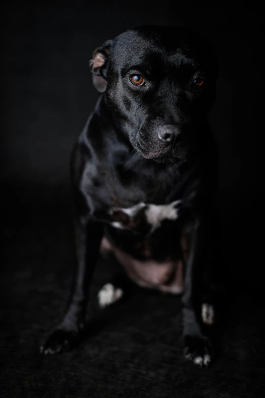 black dog with light red eyes looking at the camera