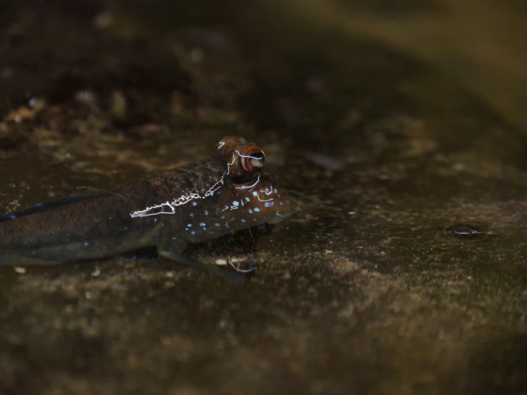 a lizard is sitting on the ground near soing