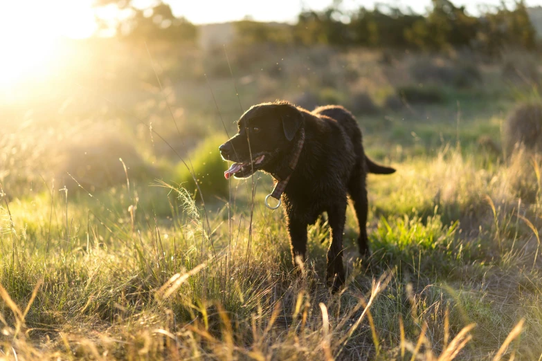 there is a dog that is running in the field