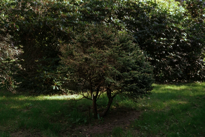 an empty bench in the shade under trees