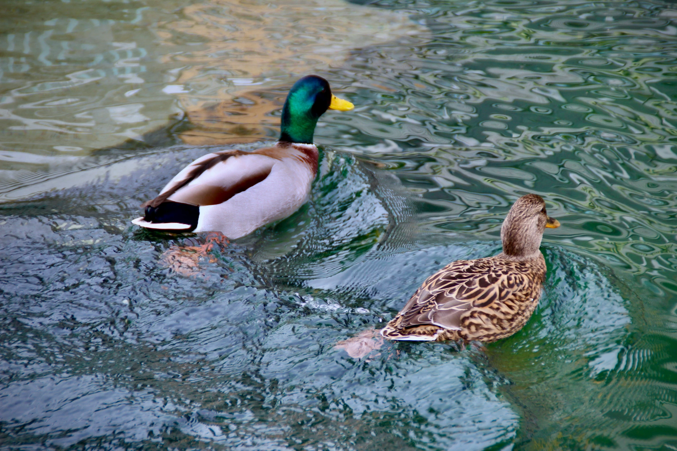 two ducks swimming in a body of water