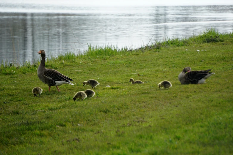 a bird and her babies walking along the grass