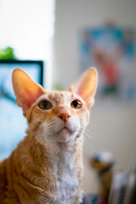 a cat stares intently at soing as he sits in front of a computer monitor