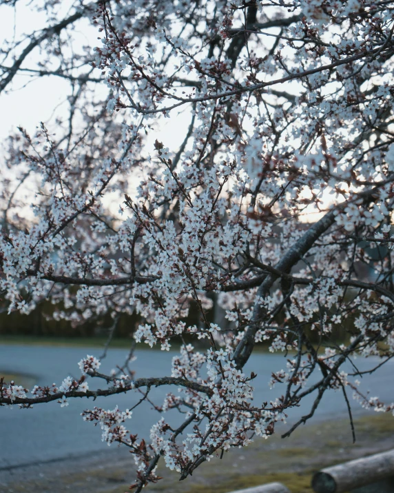 an empty sidewalk lined with flowering trees and water