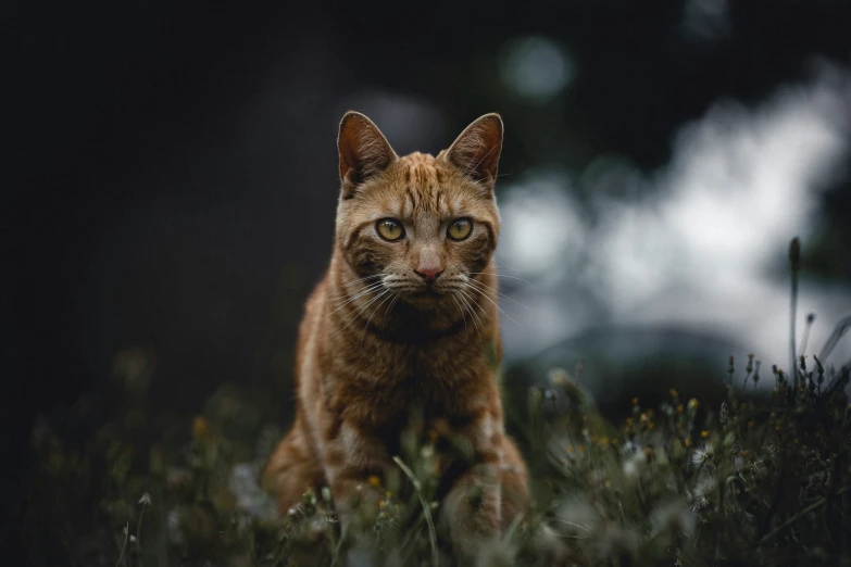 a close up of a cat with eyes open