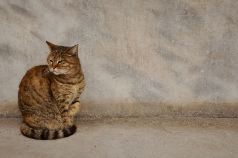 the large brown cat has been sitting for quite a long time