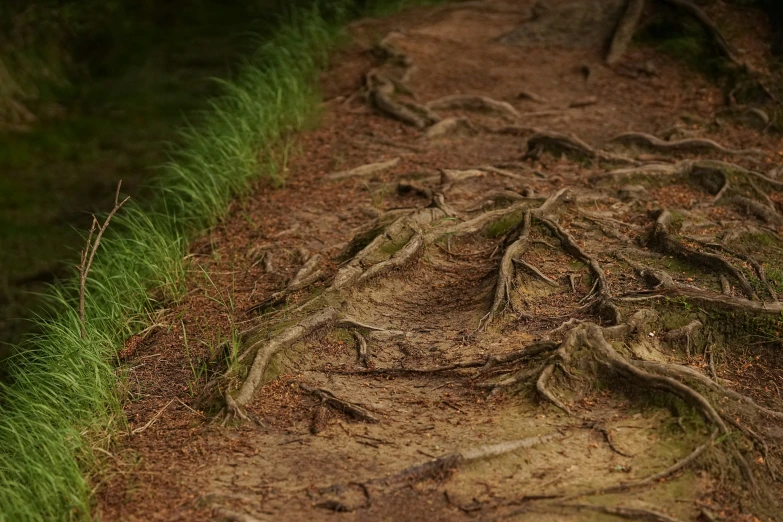 a trail covered with lots of trees growing on top of it