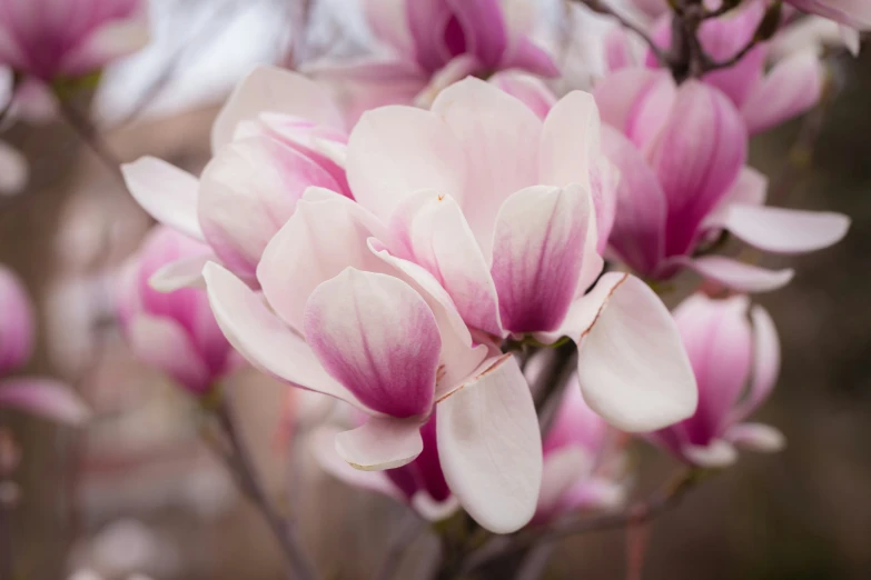 pink flowers are growing in the open field