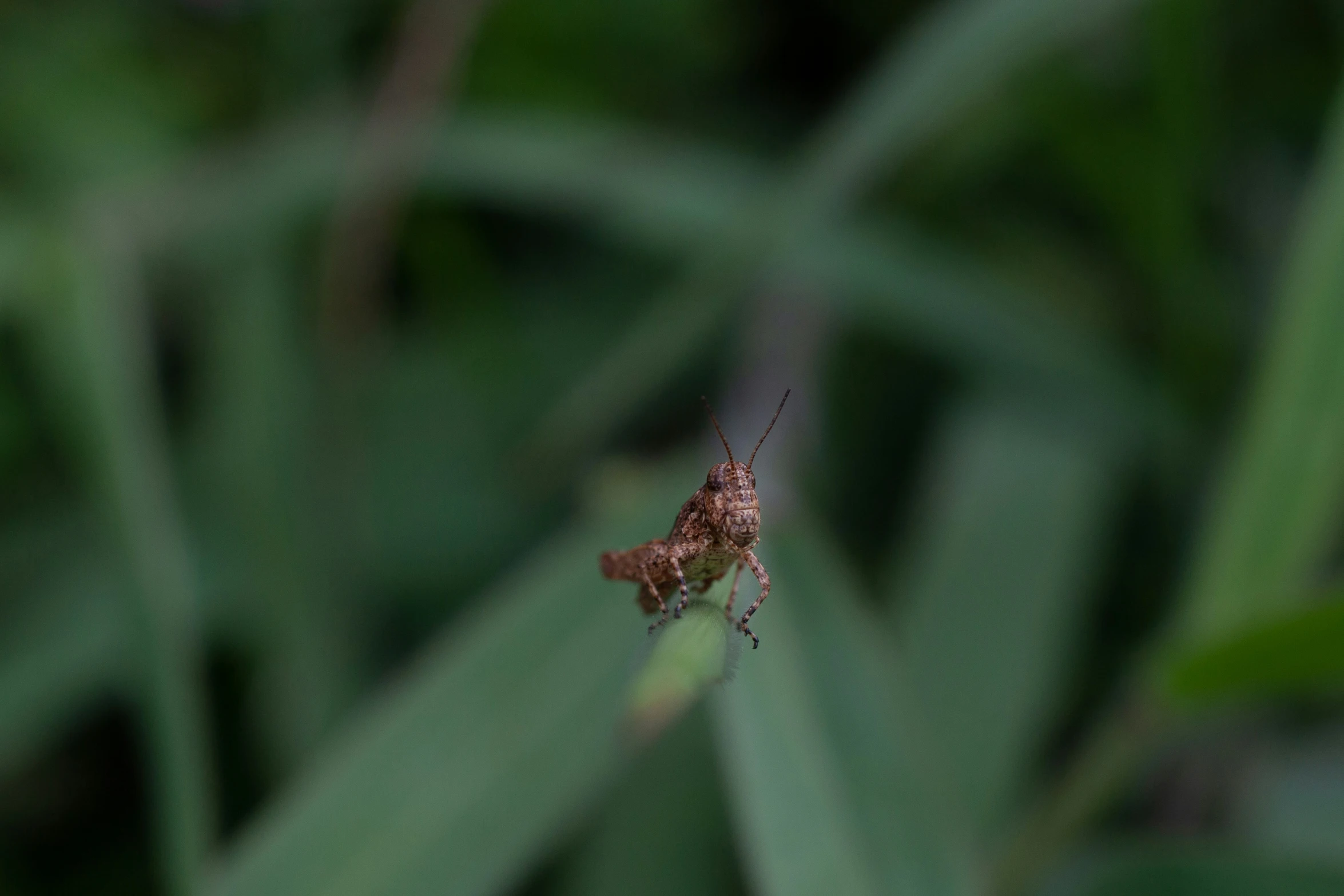 a spider with it's head hanging out of its web