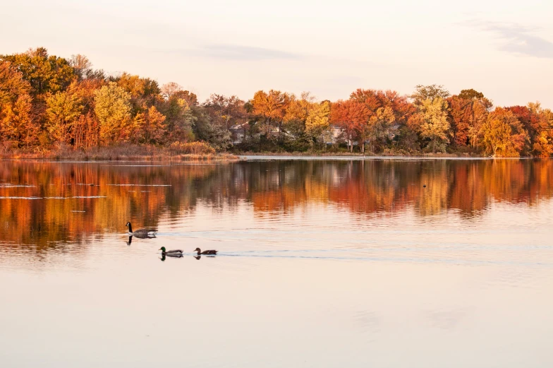 the ducks are swimming on the small pond